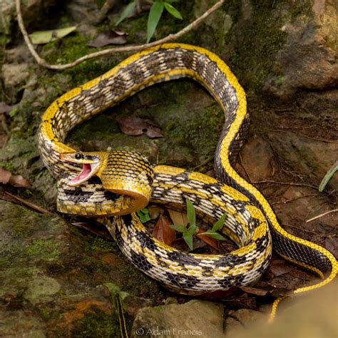 香港最毒的蛇|辨認蛇類 — HongKongSnakeID.com